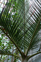 Obraz na płótnie Canvas Deep green colored leaf of a palm tree
