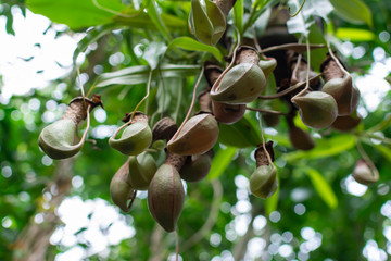 Tropical carnivorous pitcher plant in green