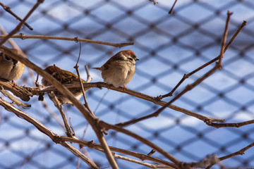 Birds sit on a bush in the park. Sunny day.