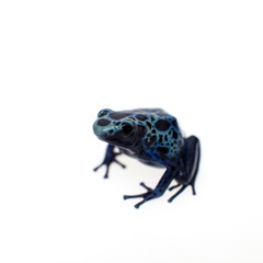 Blue Poison dart frog, Dendrobates tinctorius Azureus, on white