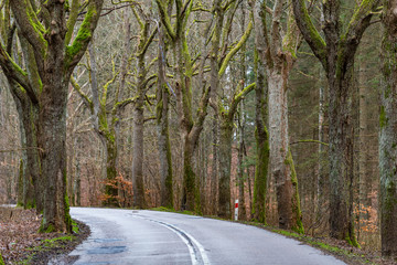 Asphalt road leading through the forest. Tall trees growing along the road.