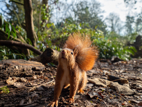 Eichh&ouml;rnchen 