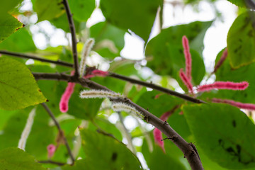 Pink and white fluffy looking plant
