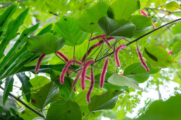 Pink and white fluffy looking plant