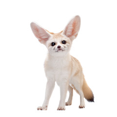 Pretty Fennec fox isolated on white background - obrazy, fototapety, plakaty