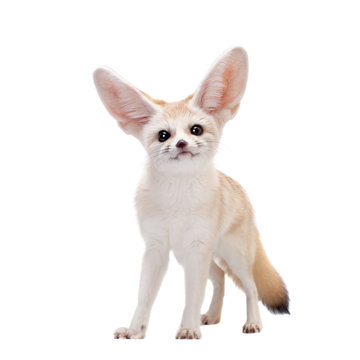 Pretty Fennec fox isolated on white background