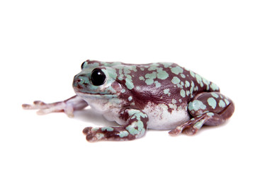 Spotted Australian Green Tree Frog on white background