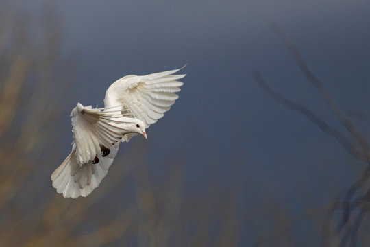 white dove flies against a gloomy sky