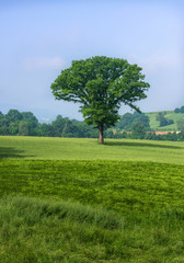 A beautiful tree in the countryside.