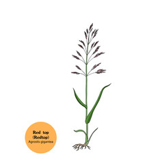 Hand draw illustration of Red top plant, Agrostis gigantea with leaves, stem and roots.