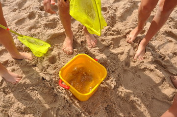 dzieci łowią meduzy na plaży we Władysławowie, Polska © Marta