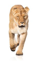 Lioness walking on white background