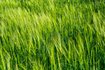 Ears of fresh, green wheat, new