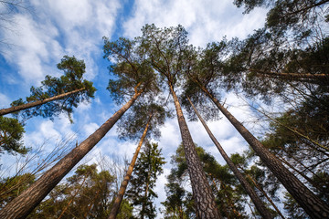 Fototapeta premium Tall pine tree forest against blue sky with white clouds