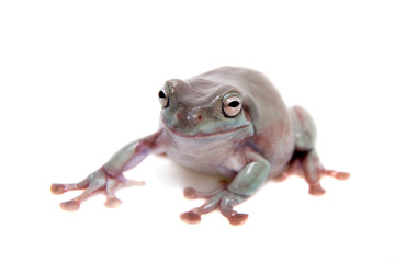 Australian Green Tree Frog on white background