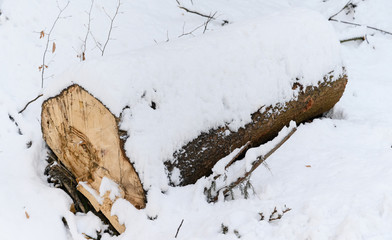 Spruce logs lying in a snowy forest in winter.