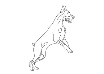 Doberman dog jumping for logo, coloring book pets for design, dog show catalog, kennel logo vector outline illustration