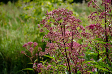 Purple inflorescences on a background of green grass