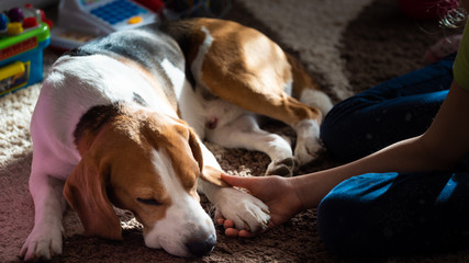 Beagle dog tired sleeps on a carpet floor, child grabbing dogs paw.