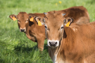Obraz na płótnie Canvas 2 small cows facing the camera. Bos primigenius taurus