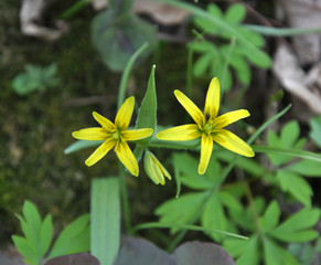 Gagea lutea blooms in the wild in the woods
