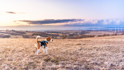 Beagle dog in the fields during sunset. Colorful landscape