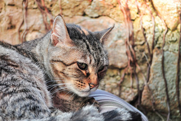Fototapeta premium Gatinho