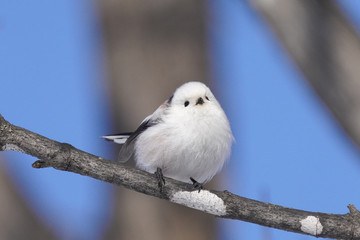 シマエナガ