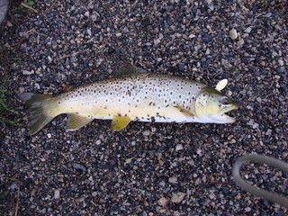Obraz premium Brown trout