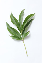 Green peony leaf on a white paper background.