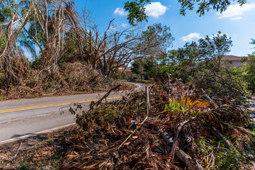 Storm damage in Florida. Fallen branches portray the aftermath of Hurricane Irma in Miami. 