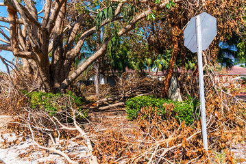 Storm damage in Florida. Fallen branches and a damaged sign portray the aftermath of Hurricane Irma in Miami. 