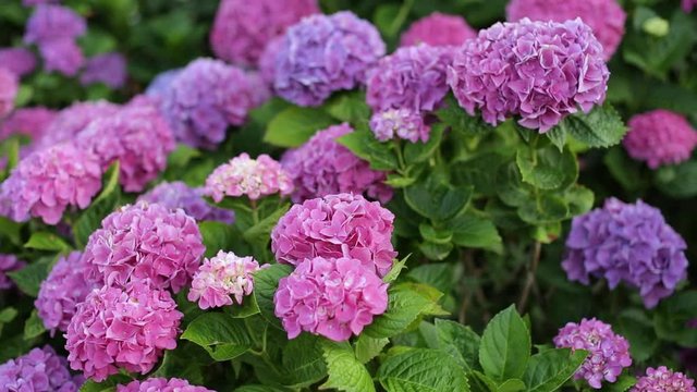 Close up of the large purple and pink flowers on a hydrangea bush. Colorful hydrangeas blooming in the garden