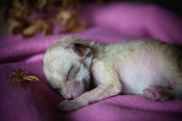Newborn fennec fox cub on hand, 2 weeks old
