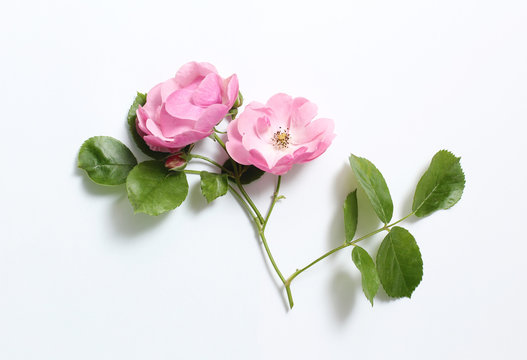 Pink rosehip flowers on a branch on a white paper background.