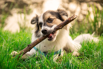 Pies gryzący patyk © nitka_zaplatana