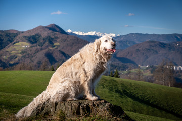 Golden retriever dog on a green grass with mountains in background