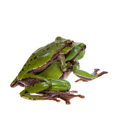 Big green whipping frog isolated on white