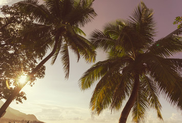 Fototapeta na wymiar Low angle view at beautiful coconut palm trees at sunset. Beau Vallon, Seychelles