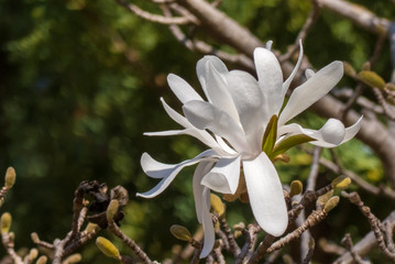 Fototapeta premium white bloom on tree branch in springtime