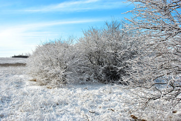 Trees covered with snow, forest edge, winter landscape, blue cloudy sky background
