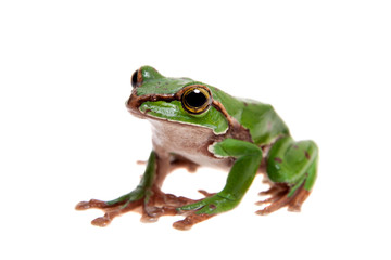 Big green whipping frog isolated on white