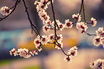 Apricot tree blossoms