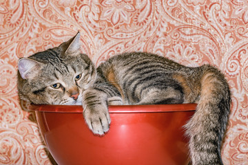 Fototapety na wymiar - Fototapeta24.pl