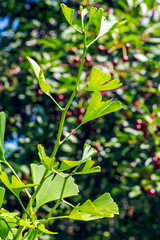 Ginkgo twig closeup