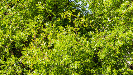 Fototapeta na wymiar Jujuba leaves background