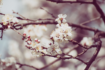 Apricot tree blossoms