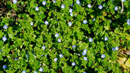 bird's eye(flower name) blooming on the country side of the road