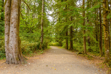 Fototapeta na wymiar Fragment of Hayward Lake Park trail in Vancouver, Canada.