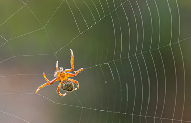 Orb Weaver Spider